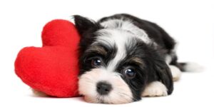 puppy-love-dog-trainers-near-me