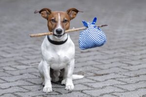 how-to-help-a-stray-or-lost-dog-dog-care-near-me