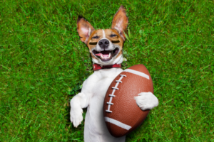 things-to-know-about-the-puppy-bowl-dog-trainers-near-me-2