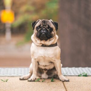 prevent-heatstroke-in-dogs-dog-care-near-me