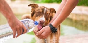 prevent-heatstroke-in-dogs-doggie-daycare-near-me