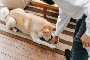 if-you-see-these-10-behaviors-your-dog-might-need-obedience-training