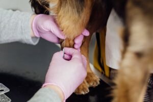 why-is-it-important-to-vaccinate-your-pet-dog-daycare-near-me