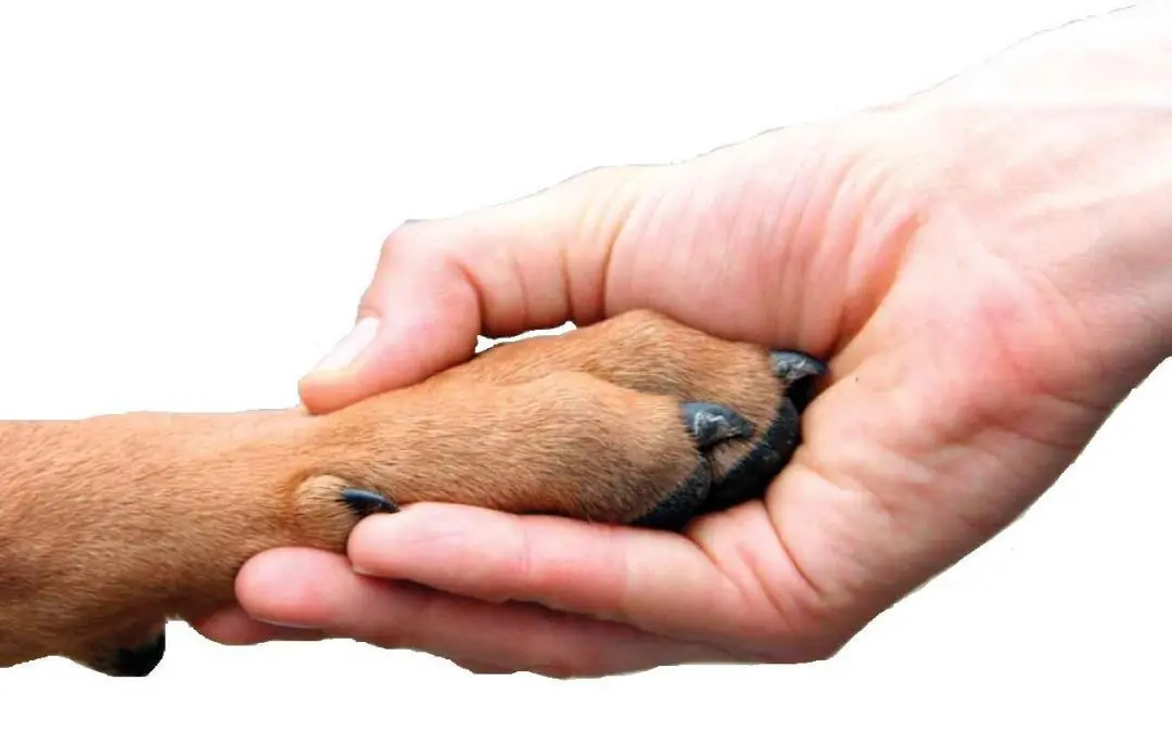 5-Second Trick to Tell If It’s Too Hot to Walk Your Dog