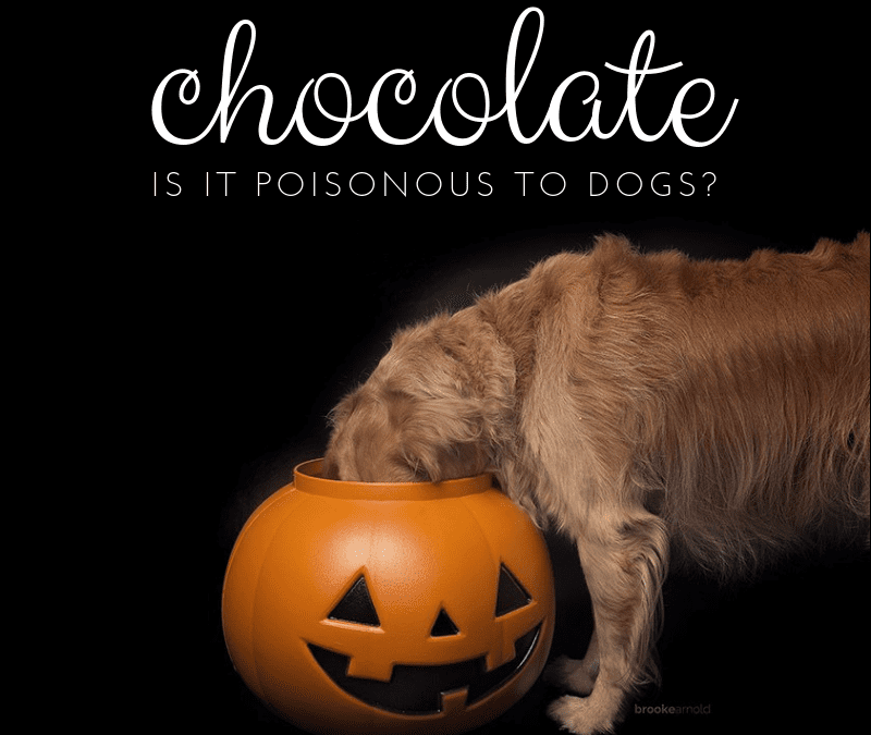 The Truth About Chocolate & Dogs