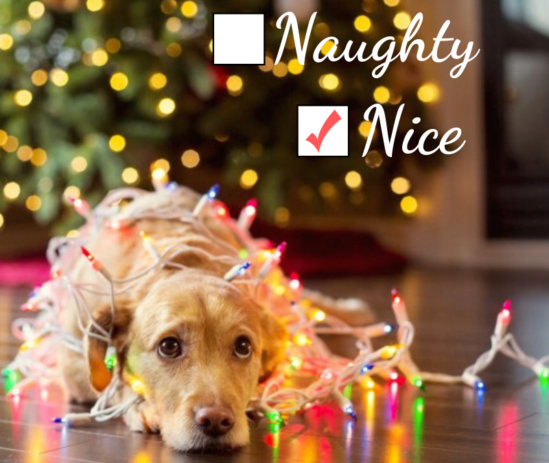 6 Paw’liday Safety Tips for Your Dog