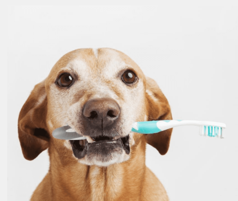 The ‘Tooth’ About Good Dental Health