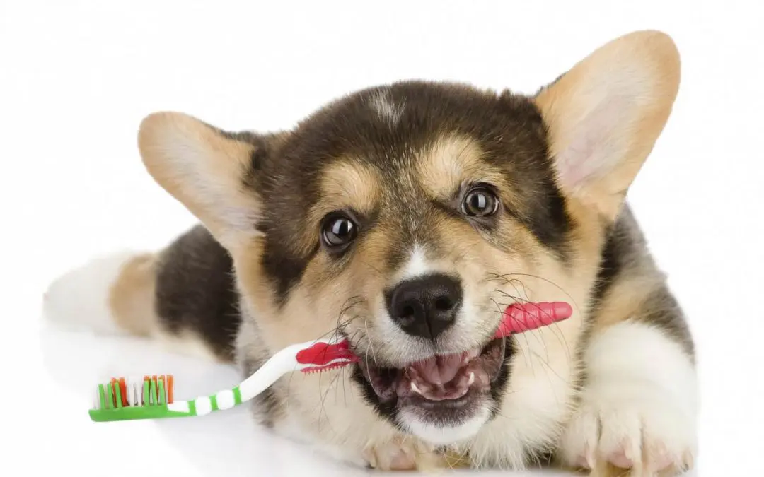 5 Easy Steps to Brush Your Dog’s Teeth