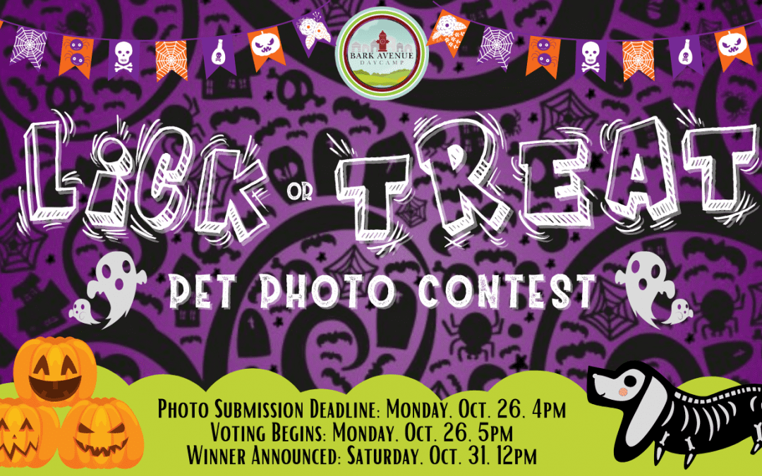 Lick or Treat Pet Photo Contest 2020