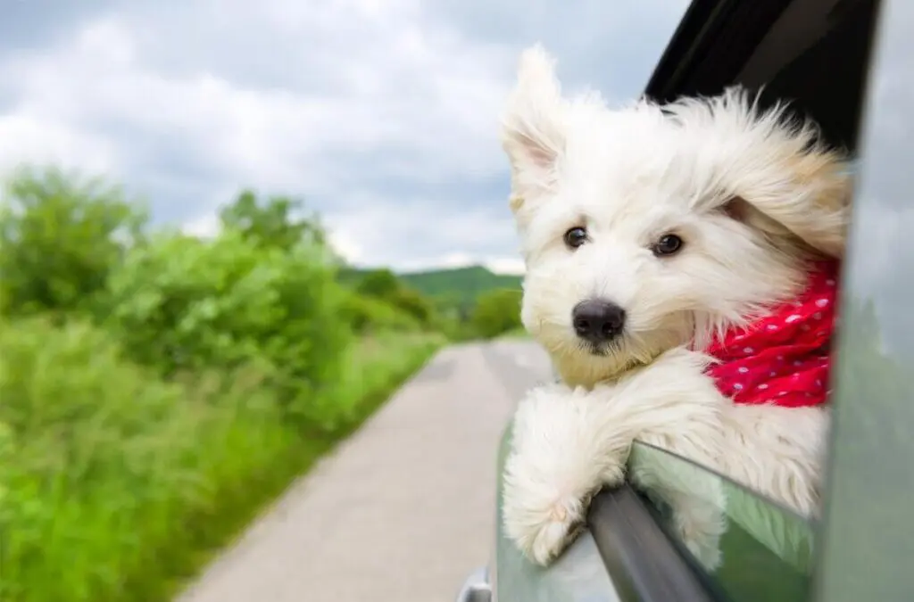 Why Do Dog’s Stick Their Heads Out of the Car Window?