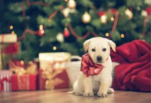 things-to-think-about-if-planning-to-give-a-pet-as-a-present-dog-care-near-me