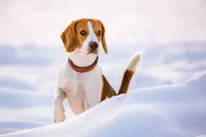 be-aware-of-winter-dangers-for-your-dogs-dog-care-near-me