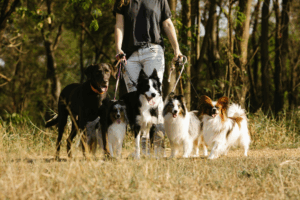 retractable-leashes-vs-standard-leashes-what-our-experienced-dog-trainers-want-you-to-know-1