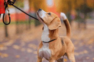 retractable-leashes-vs-standard-leashes-what-our-experienced-dog-trainers-want-you-to-know-2