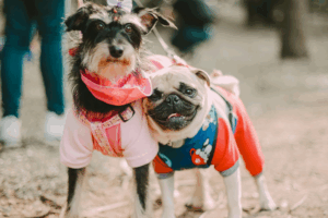 retractable-leashes-vs-standard-leashes-what-our-experienced-dog-trainers-want-you-to-know-4