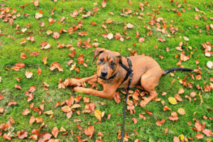 fall-dog-care-tips-for-our-dog-daycare-training-and-boarding-clients-2