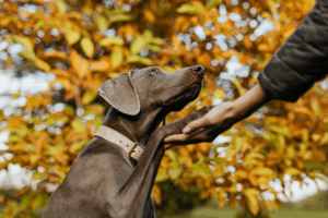 fall-dog-care-tips-for-our-dog-daycare-training-and-boarding-clients-3