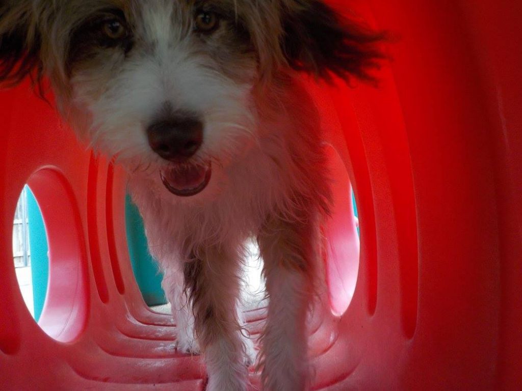 Gallery of the Bark Avenue Daycamp experience