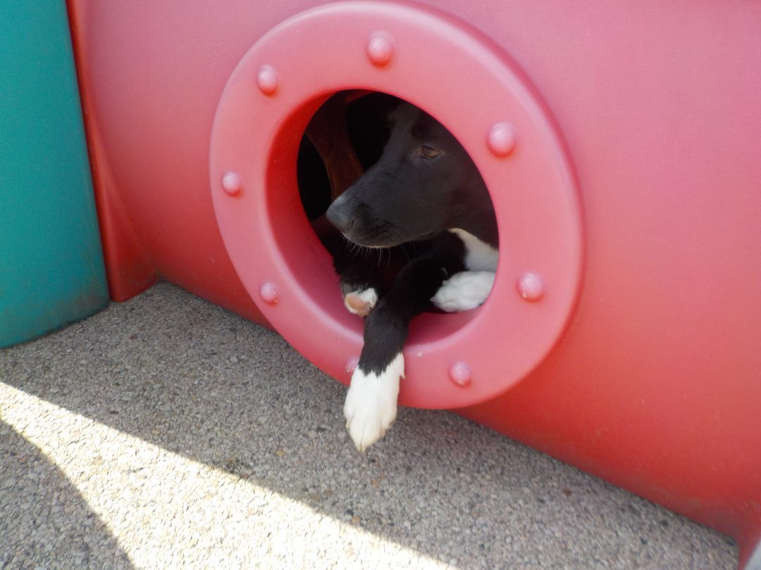 Gallery of the Bark Avenue Daycamp experience