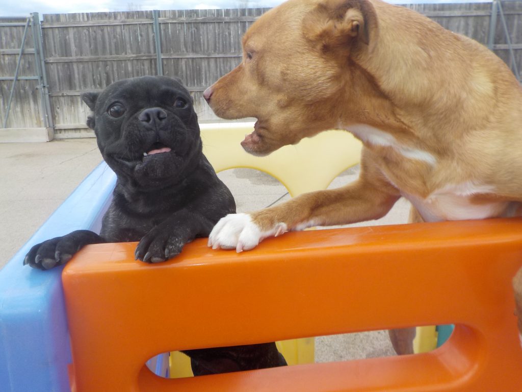 Gallery of the Bark Avenue Daycamp experience