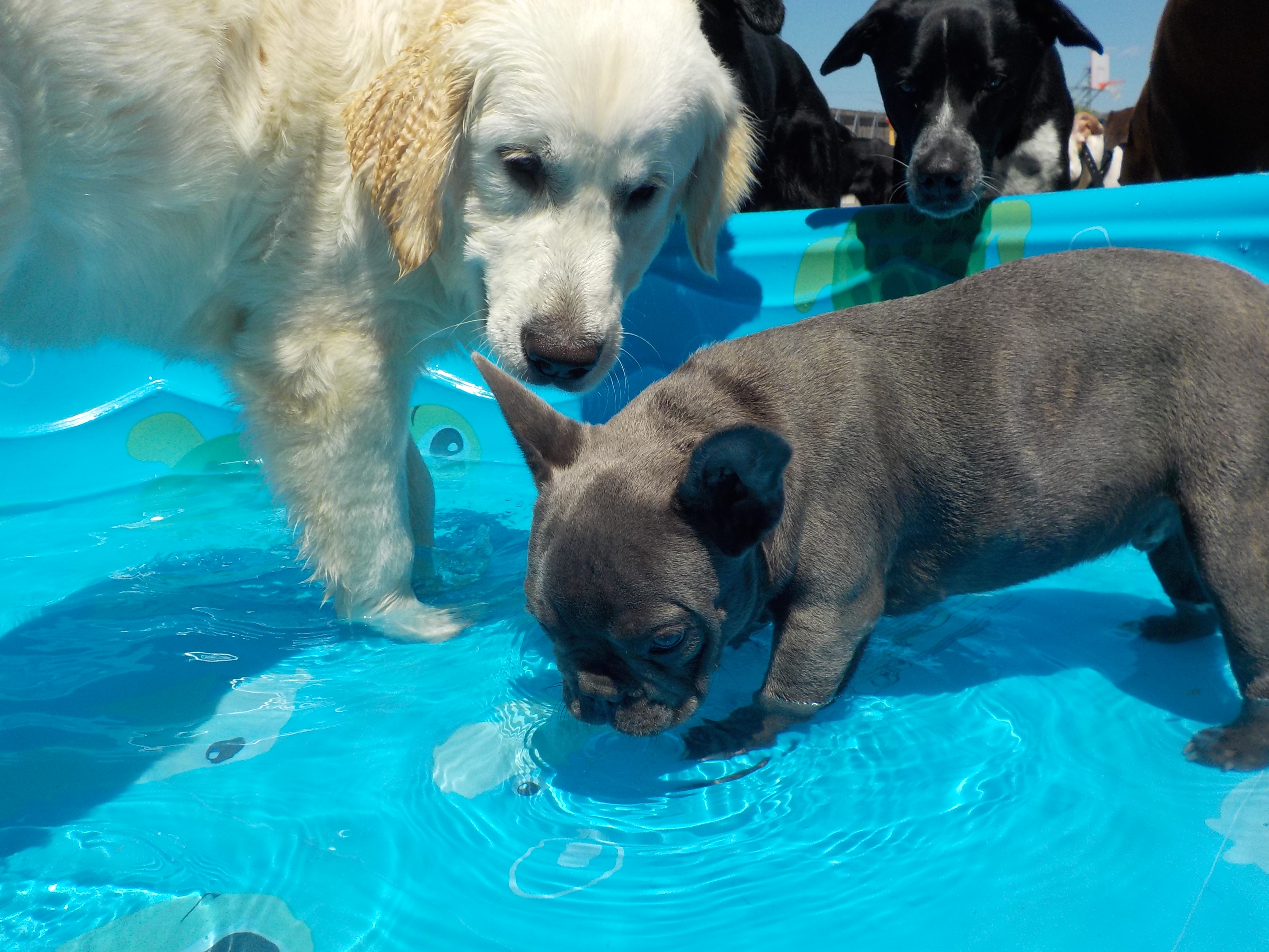 10 Fun Brain Games for Dog Enrichment - Bark Avenue Daycamp