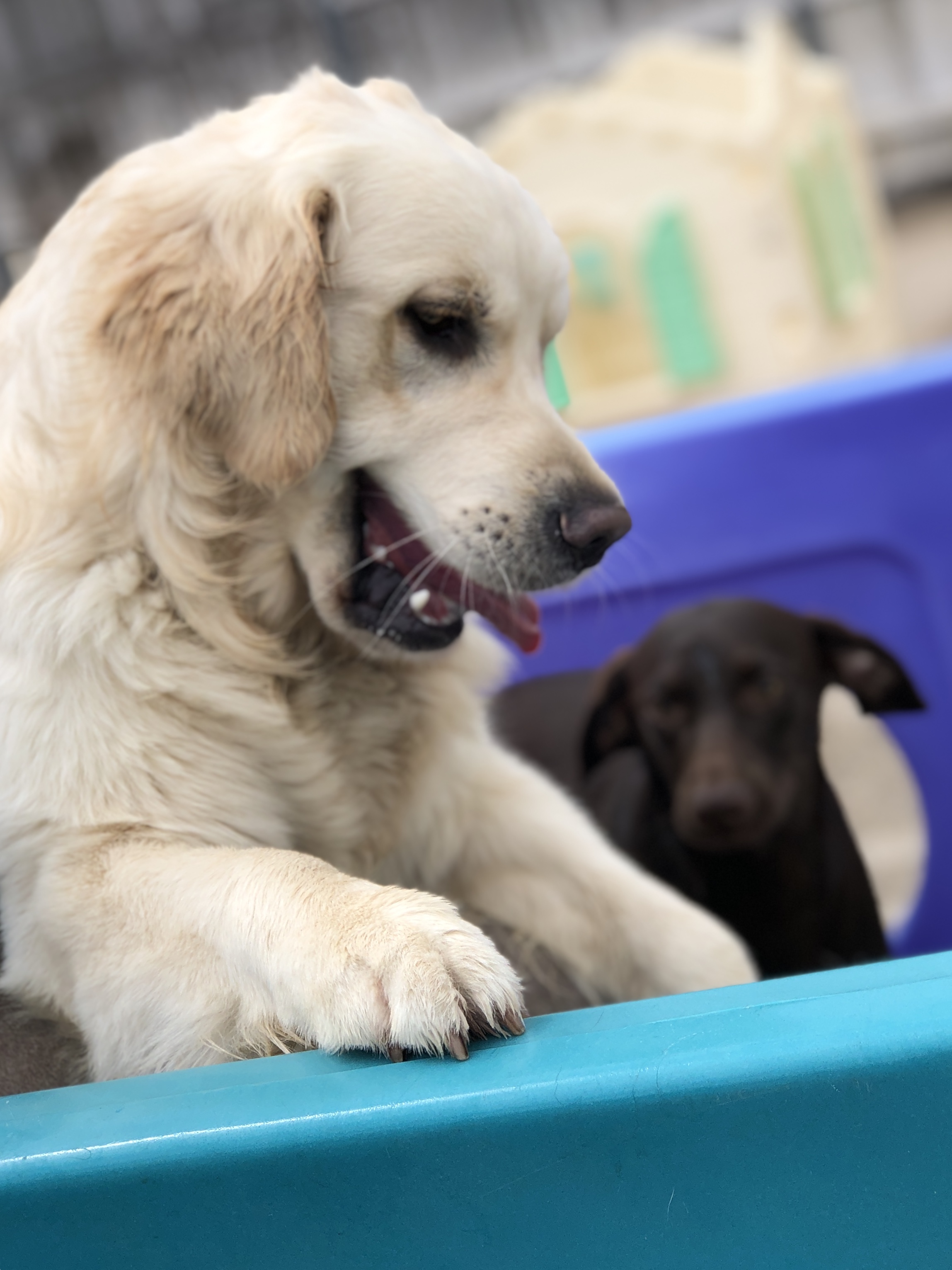 10 Fun Brain Games for Dog Enrichment - Bark Avenue Daycamp