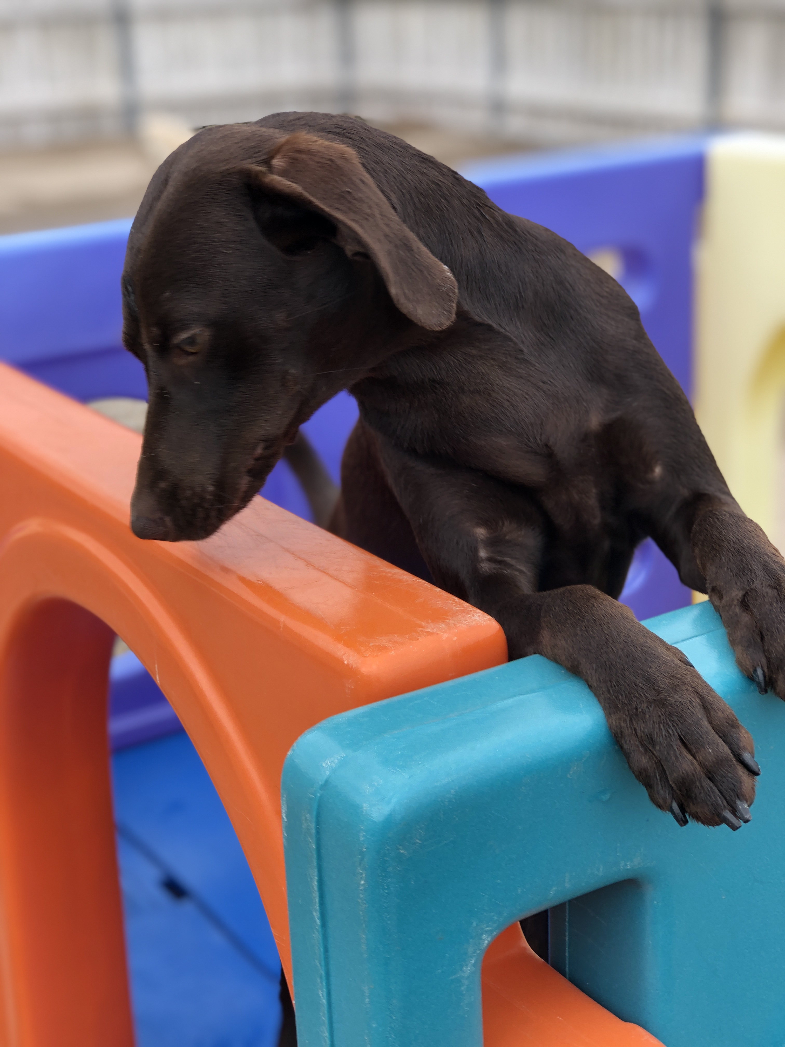 10 Fun Brain Games for Dog Enrichment - Bark Avenue Daycamp