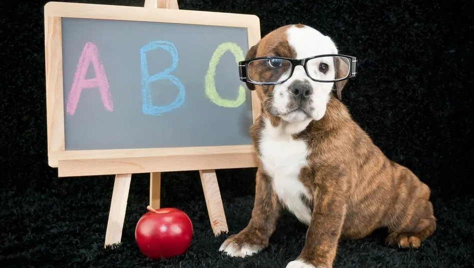 Puppy PreSchool Bark Avenue Daycamp