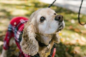 could-your-dog-be-at-risk-for-pet-diabetes-dog-care-near-me