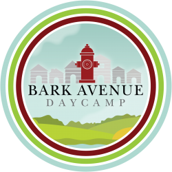 10 Fun Brain Games for Dog Enrichment - Bark Avenue Daycamp