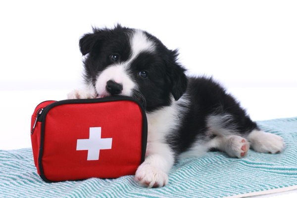 Emergency Preparedness for Your Dog: Building an Emergency First Aid Kit