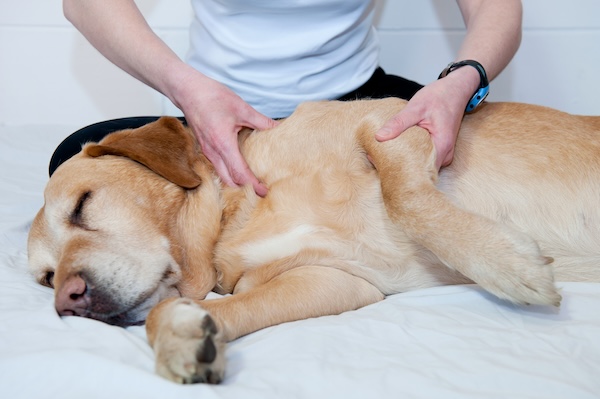 holistic-approaches-to-canine-health-integrating-traditional-and-alternative-medicine-dog-massage