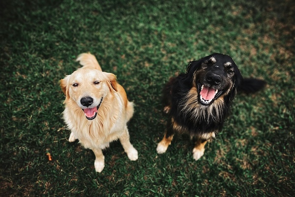 how-doggy-daycamp-can-help-dogs-develop-good-behavior-and-manners