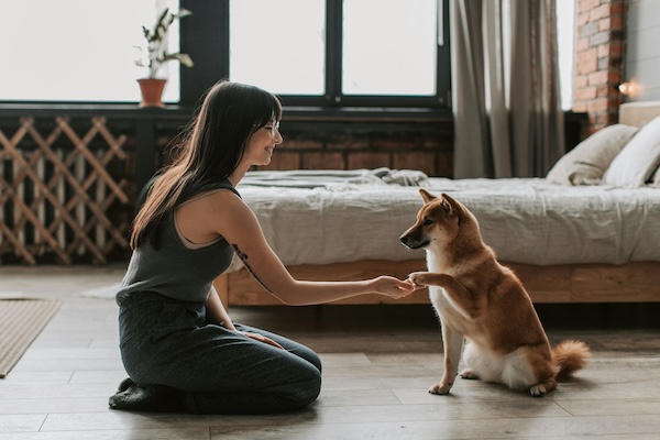 how-doggie-daycamp-fosters-strong-relationships-between-dogs-and-humans