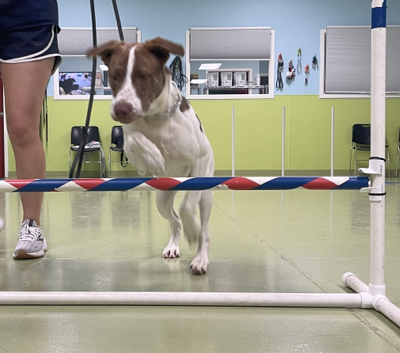 benefits-of-canine-enrichment-dog-at-pawsome-class-bartlett-illinois-3