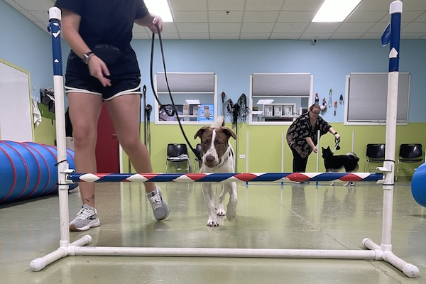 benefits-of-canine-enrichment-dog-at-pawsome-class-bartlett-illinois