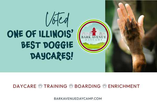 Honored to Be Named One of Illinois’ Best Doggie Daycares