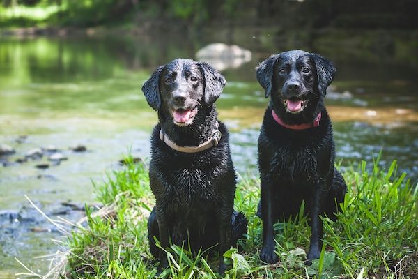 Keeping Your Dog Cool and Hydrated This Summer: Essential Tips for Pet Safety Whether at Doggie Daycare or at Home