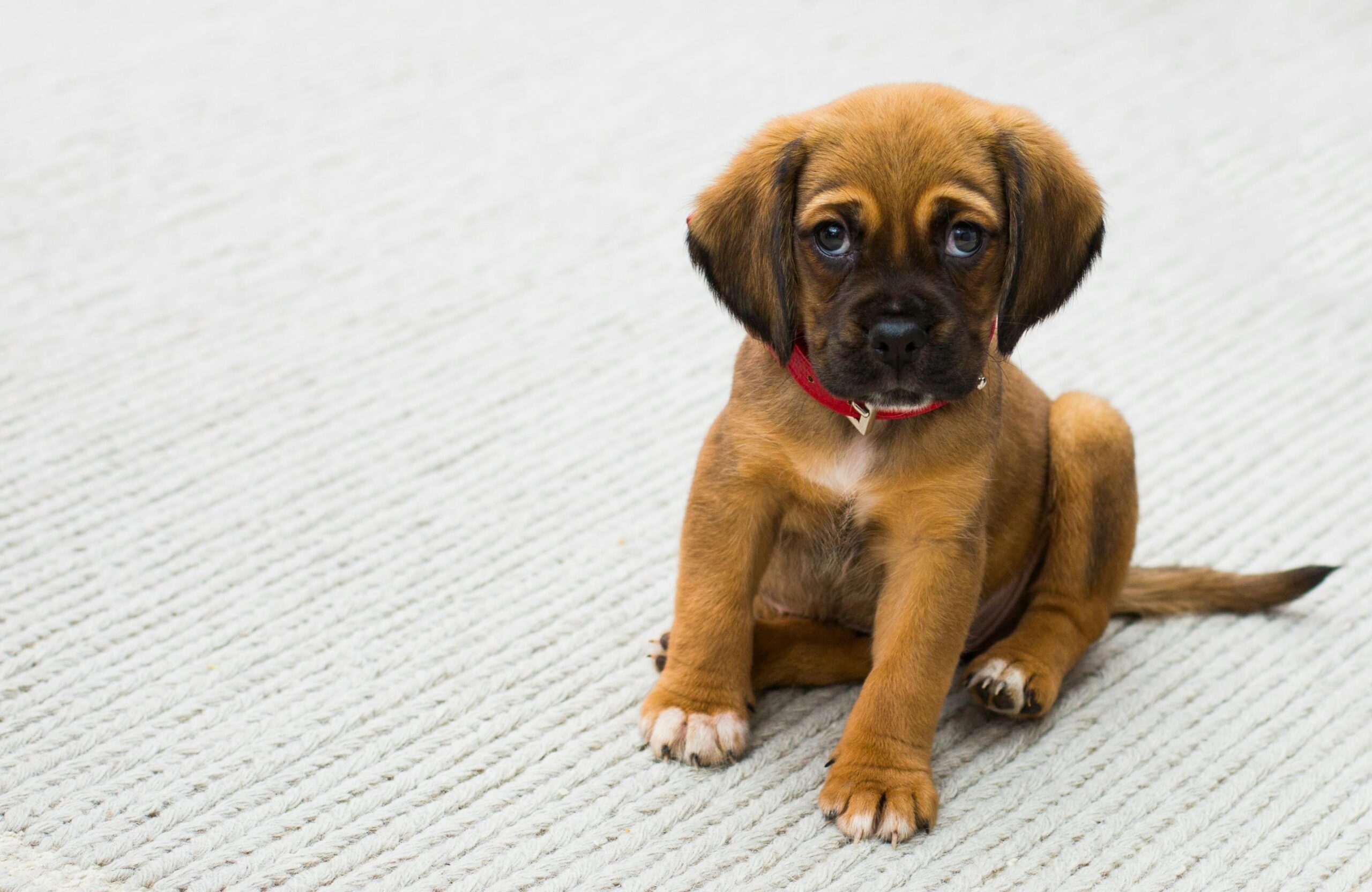 puppy-bootcamp puppy-bootcamp
