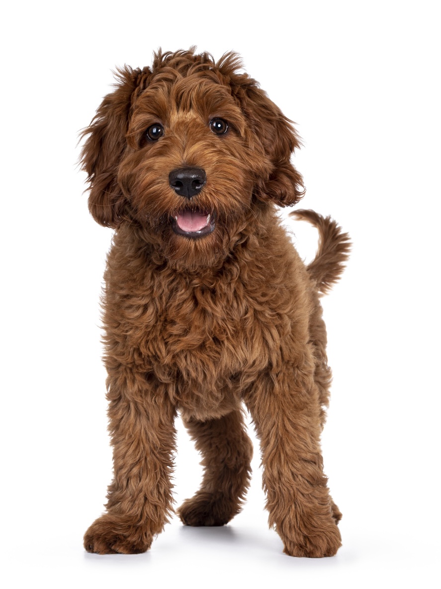 bark-avenue-daycamp-resources-dog-training-dog-care-illinois