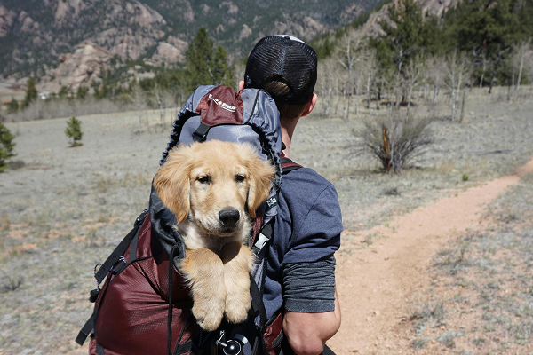 camping-with-your-dog-tips-for-a-safe-and-fun-outdoor-adventure-from-our-expert-dog-trainers-image-1
