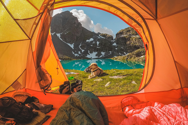 Camping with Your Dog: Tips for a Safe and Fun Outdoor Adventure From Our Expert Dog Trainers
