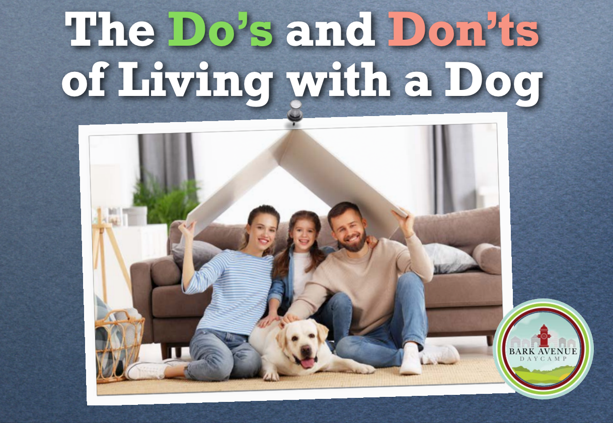 dos-and-donts-ebook-bark-avenue-daycamp