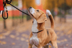 retractable-leashes-vs-standard-leashes-what-our-experienced-dog-trainers-want-you-to-know-2
