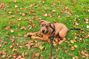 fall-dog-care-tips-for-our-dog-daycare-training-and-boarding-clients-2