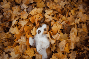 fall-dog-care-tips-for-our-dog-daycare-training-and-boarding-clients