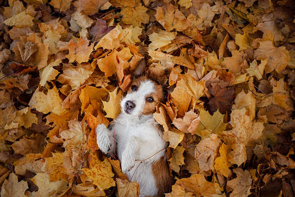 Fall Dog Care Tips for our Dog Daycare, Training, and Boarding Clients