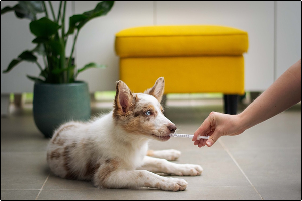 the-role-of-supplements-in-your-dogs-diet-fact-vs-fiction-for-dog-daycare-and-dog-training-clients-2