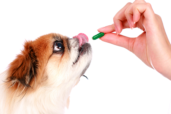 the-role-of-supplements-in-your-dogs-diet-fact-vs-fiction-for-dog-daycare-and-dog-training-clients