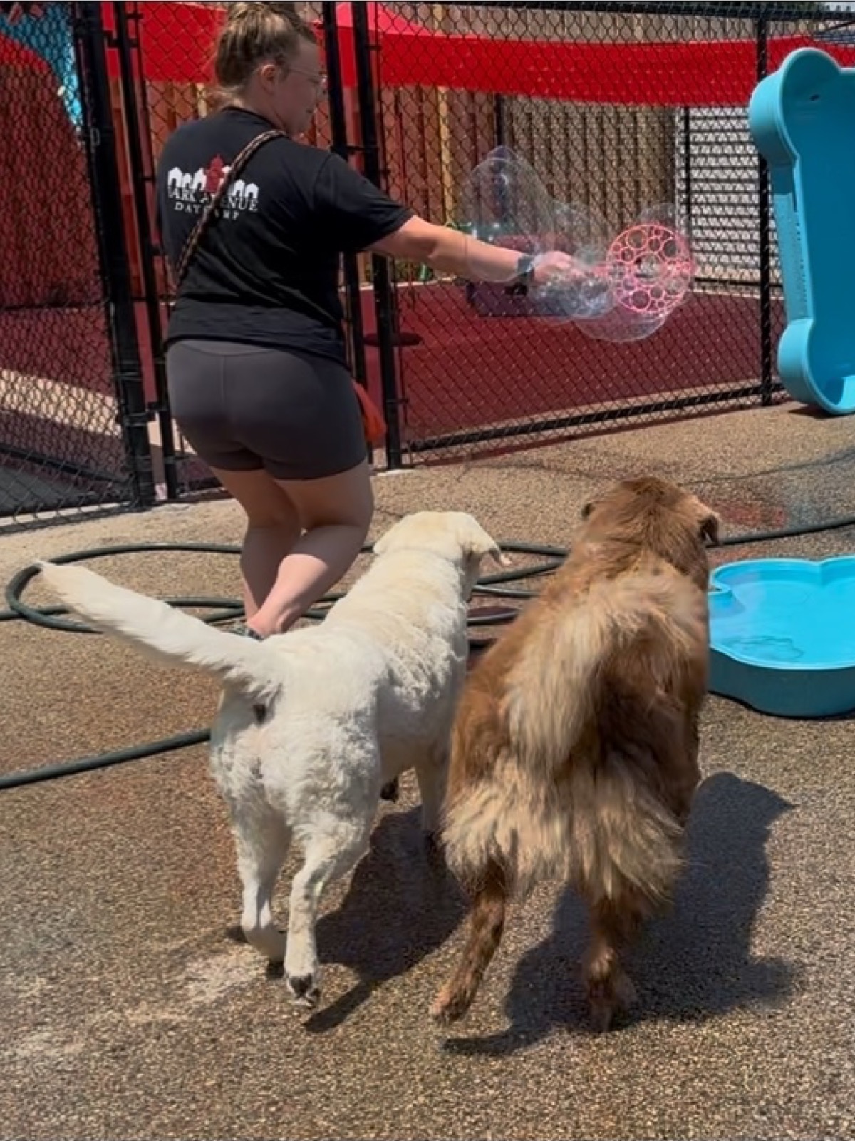 bark-avenue-daycamp-bartlett-il-best-dog-daycare-10